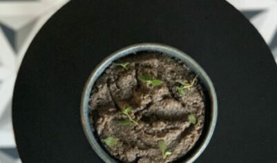 Паштет из грибов вкусный рецепт с фото пошагово и видео