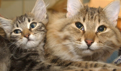 Выяснились детали массовой гибели кошек на востоке Москвы: травили крысиным ядом